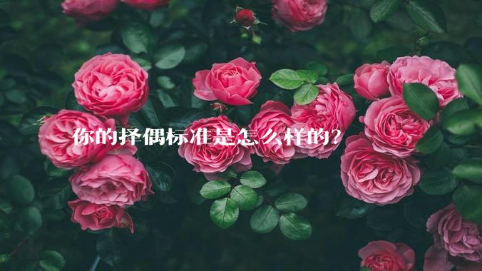 你的择偶标准是怎么样的?